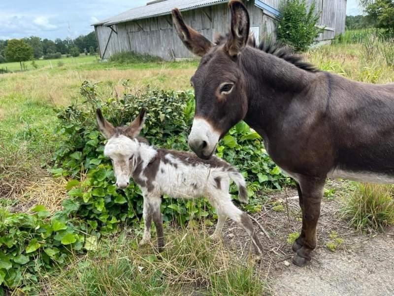 La Campagne Bretonne Villa Parigné Kamer foto